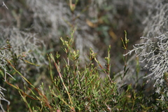 Diosma fallax
