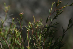 Diosma fallax
