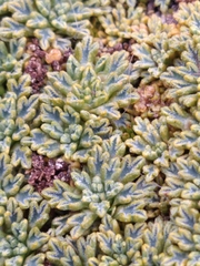 Bolax gummifera