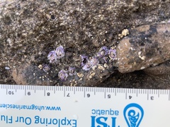 Nesochthamalus intertextus