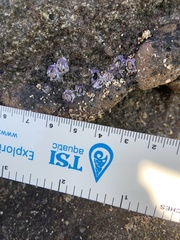 Nesochthamalus intertextus