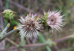Cirsium fontinale obispoense