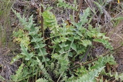 Cirsium fontinale obispoense