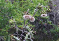 Cirsium fontinale obispoense