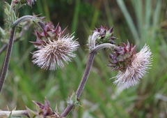 Cirsium fontinale obispoense