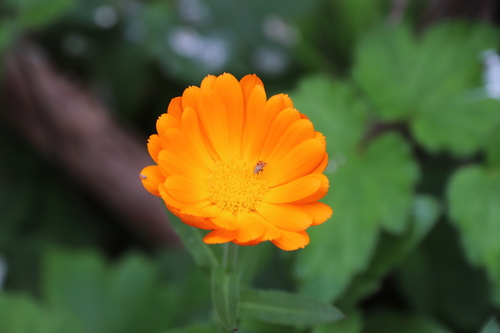 Calendula officinalis image