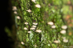 Roridomyces