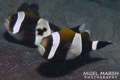 Amphiprion latezonatus