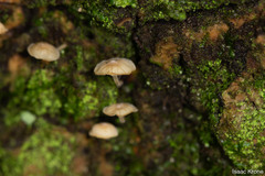 Roridomyces
