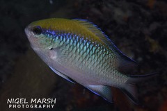 Chromis nitida