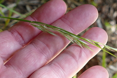 Rytidosperma gracile