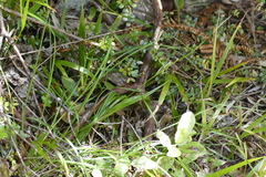 Rytidosperma gracile