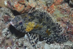 Centrogenys vaigiensis