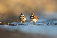 Charadrius vociferus