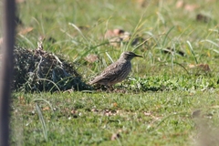 Certhilauda curvirostris brevirostris