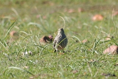 Certhilauda curvirostris brevirostris