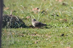 Certhilauda curvirostris brevirostris