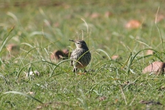 Certhilauda curvirostris brevirostris