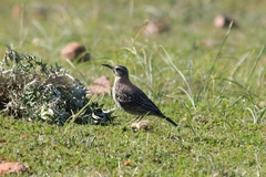 Certhilauda curvirostris brevirostris
