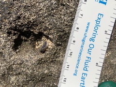 Isognomon californicus