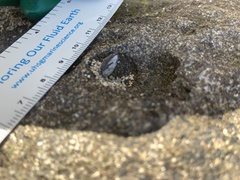 Isognomon californicus