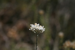 Helichrysum zeyheri