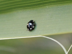 Hyperaspis octonotata