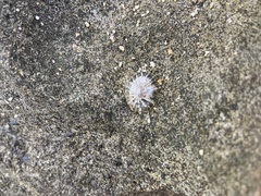 Siphonaria normalis