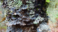 Lobaria scrobiculata image