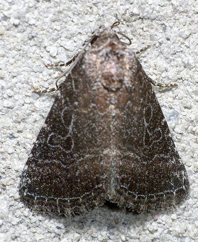 Ogdoconta tacna Barnes, 1904