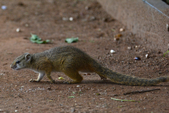 Paraxerus cepapi cepapi