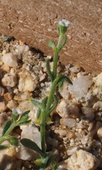 Pectocarya penicillata