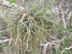 Tillandsia baileyi