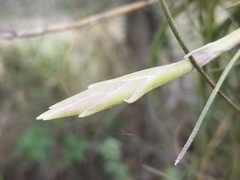 Tillandsia baileyi
