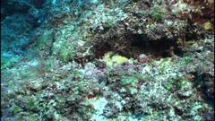 Sunrise Wrasse photo 2