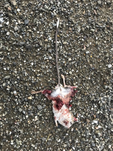California Kangaroo Rat
