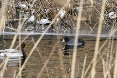 Fulica americana