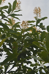 Vochysia tucanorum