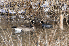 Fulica americana