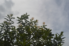 Vochysia tucanorum