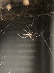 Latrodectus geometricus