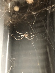 Latrodectus geometricus