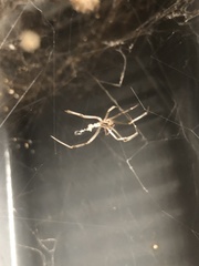 Latrodectus geometricus