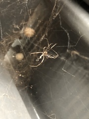 Latrodectus geometricus