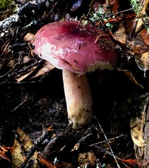 Russula queletii