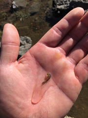 Branchinecta coloradensis