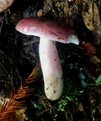 Russula queletii
