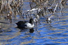 Fulica americana