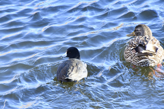Fulica americana