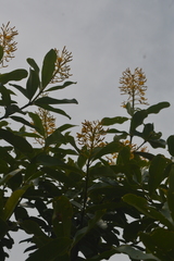Vochysia tucanorum